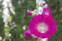 A pink hollyhock flower.