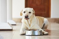 A homemade diet might be the weight-loss trick for Bowser.