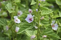 Marshmallow plants can grow up to 48 inches tall.