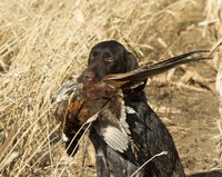 Pellet wounds can result from hunting accidents.