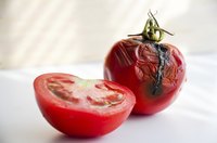 A tomato with black sunken patches compared to a fresh cut tomato.