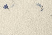 Leaves and petals add visual interest to the paper background.