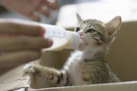 A close-up of a hand holding a milk bottle for a suckling kitten.