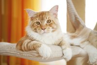Kitty's claws can do some serious damage to her scratching post.