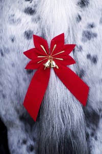 A red ribbon on a horse's tail may be festive, but it can also signify that the horse is known to kick at others who get too close.