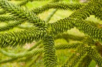 Monkey-puzzle tree has distinctive woven foliage.