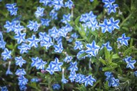 Lithodora grows well in rockeries and at the edge of flower beds.