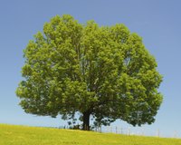 An ash tree on a grassy hill near near a fence.