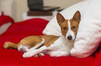 Dog lying on pillows