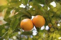 Mandarin oranges (Citrus reticulata, hardy in USDA zones 8b through 11) passed their thin skins and sweet flavor to Meyer lemons.