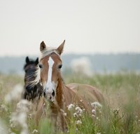 Horses in open field