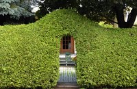 Cedar hedges provide privacy and help reduce noise.