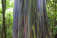 Close-up of Rainbow Eucalyptus tree bark