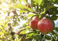 Close-up of apples growing on tree branch