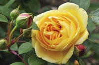 A close-up of a yellow rose.
