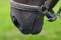 A close-up of a horse's nose in a grassy pasture.