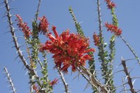 Ocotillo flowers attract hummingbirds and nectar-feeders such as orioles.
