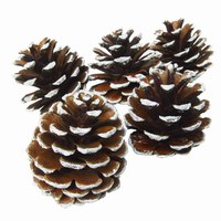 A light dusting of white paint adds a winter-inspired adornment to pine cones.