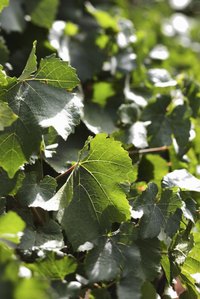 Ivy grows a dense cover over a trellis or wall.