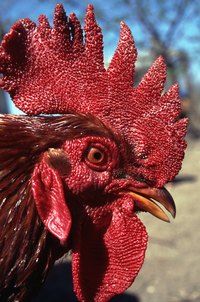 Roosters can be very aggressive and dominant.