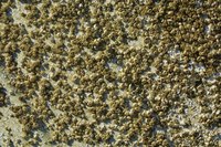 Lichens are a fungus that typically grows with algae.
