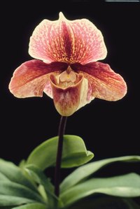 Timing is the most important factor when you repot your orchids.