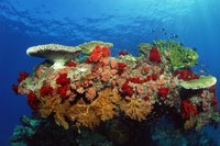 Display the beauty of a coral reef with a shoebox diorama.