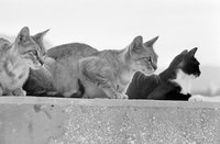 A cat house provides outdoor cats shelter from inclement weather.