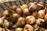 Buy larger tulip bulbs to help ensure repeat blooming.
