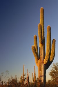 A cactus is a simple subject for desert arts and crafts for preschoolers.