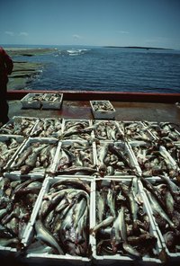 The byproduct of fish can be used to make organic fertilizer.