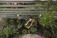 Master gardeners volunteer at local extension services, community gardens and more.