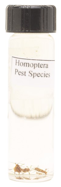 Aphids are among the most insidious garden pests.