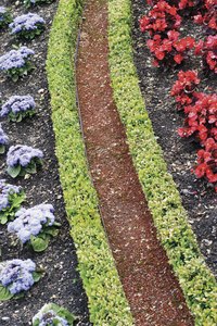 There are many different types of boxwoods.
