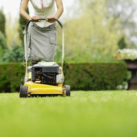 Mow your lawn regularly to prevent chinch bugs returning.