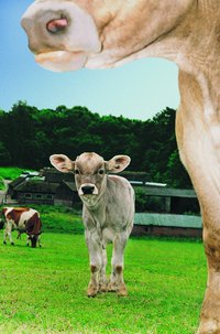 Dairy heifers usually give birth to their first calves when they are 23 to 25 months old.