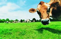 Many people choose raw milk for its potential health benefits.