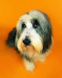 Grooming your bearded collie takes time and practice and must be done before they are bathed.