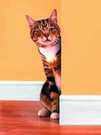 It's best to replace wallpaper with cat scratches.