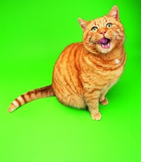 Really want to see your cat run? Try opening a can of tuna.