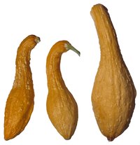 Crookneck squash is ready to eat when it is just under 6 inches long.