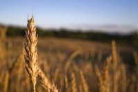 A wheat field.