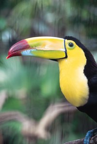 The toucan's distinctive beak is it's most famous feature.