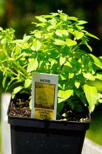 Greenhouse-grown plants especially appreciate spider mite treatment.