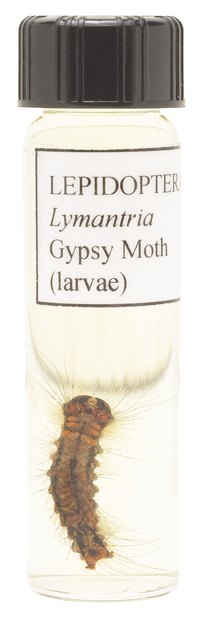 Gypsy moth larvae are very destructive.