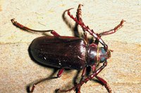 Bark beetles are prevalent in the coniferous forests of western North America.