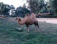 You can shear a camel for its hair, just like a sheep.