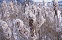Without control, cattails overtake pond plantings.