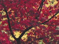 Red maples put on a show of fall color.