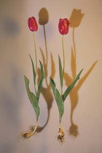 Plant tulip bulbs 6 inches deep in garden beds.